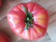 Pomidor Ispolin Nasiona 