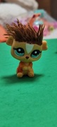 Littlest pet shop Świnka morska #2488