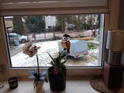 Sowa witrażowa na pręcie rękodzieło dekoracja roślin