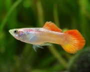 Gupiki Yellow/Orange Tail | Rybki do akwarium + gratis