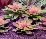 Ludwigia sp. Pilosa Mini – Sadzonka z hodowli podwodnej min. 5 cm