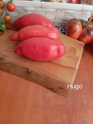 Pomidor  Hugo kolekcjonerski 