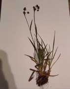 Zielnik, Rośliny do zielnika 15 szt.