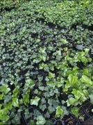 BLUSZCZ hedera helix do 50 cm od 100szt -15%