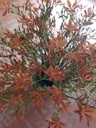 Belamcanda roślina  ozdobna i lecznicza sadzonka świeżo kopana