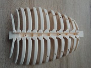 Żebra kostek szkielet ciało człowieka National Geographic