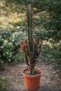 Euphorbia trigona ’Rubra’ 