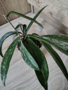 Hoya minibelle splash 