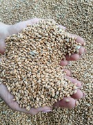 Pszenica karma dla kur, gołębi czyszczona 