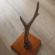 Wieszak z poroża dł. 25 cm