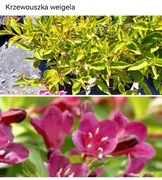 Krzewuszka Weigela w 2 litrowej doniczce