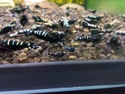 Krewetki Galaxy i Fishbone Black 40 szt.