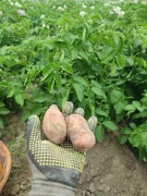 Ziemniaki młode świeżo kopane 