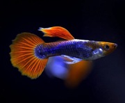 Gupik Tuxedo Koi | Rybki do akwarium