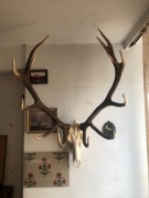 Poroża jelenia z czaszką 5 szt, 2 łosia, ok.15 sarny i oręż dzika