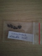 ciemiernik double red czerwony pełny