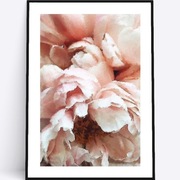 A3 Plakat peonie piwonie kwiaty do salonu sypialni