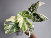 Monstera White Snow piękne wybarwienie hydroponika 