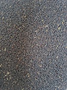 Rzepak ziarno 1kg - poplon, zanęta, pasza, karma