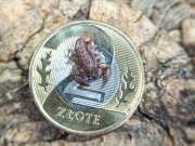 liocheles australasiae I2/I3 skorpion