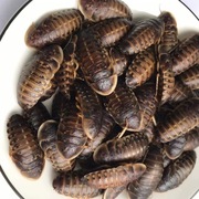 Karaczan argentyński dubia DUŻE (3–4 cm) 100 szt.