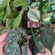 Zestaw roślin - epipremnum snow queen, happy leaf, scindap pstry, ph micans