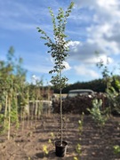 Wiąz polny 'Variegata' 250 cm, obwód 7-8cm