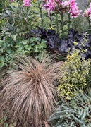 Trawa turzyca włosista brązowa piękna cały rok