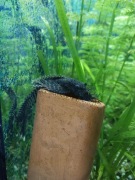 Glonojad pospolity weloniasty