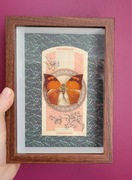 Motyl w ramce Anaea (Fountainea) Eurypyle