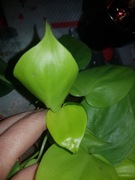 Philodendron filodendron scandens Lemon Lime cięty 