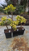 Grubosz  Crassula Korean Hot Lip