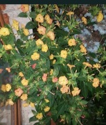 Dziwaczek Peruwiański Mirabilis Jalapa nasiona 100szt