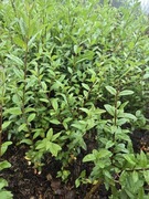 Ligustr zimozielony atrovirens 30cm+