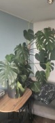 Duza Monstera Kwiat do mieszkania 