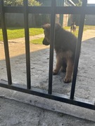 Owczareki niemieckie długowłose  