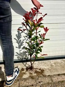 Photinia fraseri Red Robin, Głogownik Frasera, 30-50cm, goły korzeń
