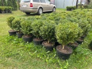 Bukszpany w doniczkach