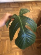 Philodendron Squamiferrum