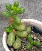 Sedum Hernandezii, błyszczący rozchodnik, Gratis! 178