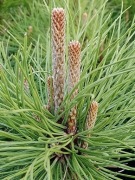 Sosna czarna pinus nigra 45-60 cm