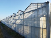 Szklarnia venlo holenderka szklarnie zblokowane