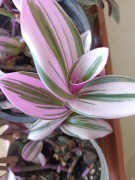 Trzykrotki zestaw 18 różnych odmian szczepki