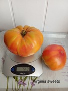 Pomidor  Virginia sweets  kolekcjonerski