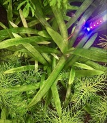 Sagittaria sp. Giant- Sadzonka podwodna 6-10 cm, NOWOŚĆ, UNIKAT,