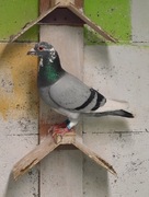 Gołąb pocztowy L. CLASSENS x A. Drapa