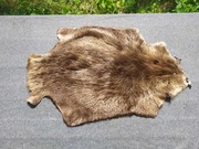 Pięknie wyprawiona skórka Bobra futro Bóbr błyszczące miękkie puszyste nowe