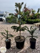 Araucaria araucana, Araukaria, 25-100cm, różne wielkości, zimozielona