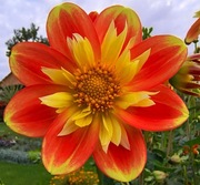 Dalia kołnierzykowa Pooh Swan Island 