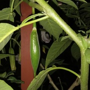 Strąki brugmansji (datury)